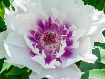 Paeonia itoh 'Cora Louise'