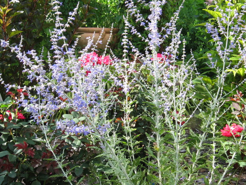 Perovskia atriplicfolia