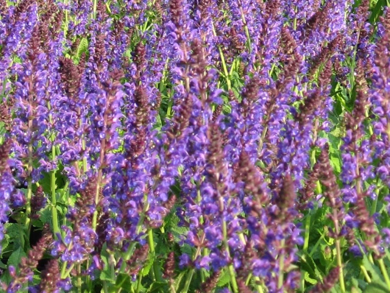 Salvia