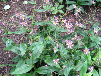 Tricyrtis 'Taipei Silk'