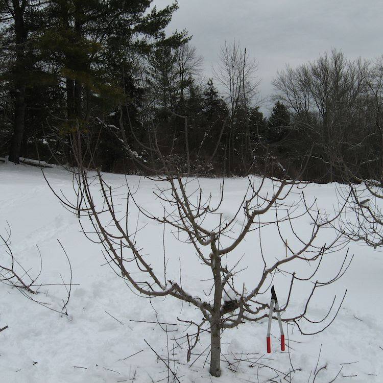 Apple tree, after pruning