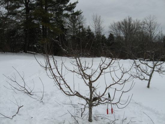 Apple tree after pruning