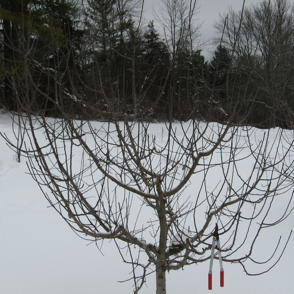 Apple tree, before pruning