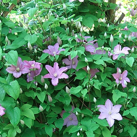 Clematis 'Comtesse Bouchard'