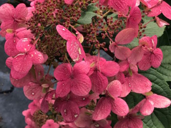 Hydrangea blooming