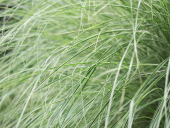 Miscanthus s. 'Morning Light'