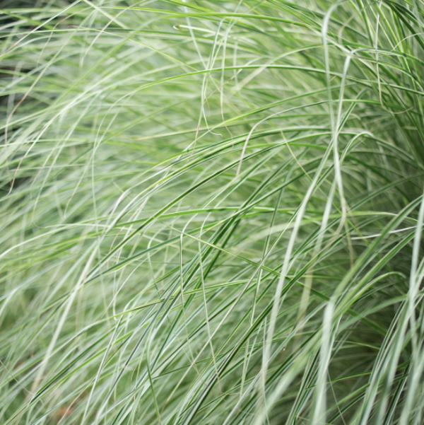 Miscanthus s. 'Morning Light'