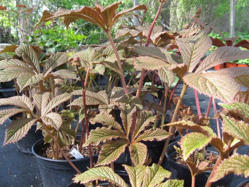 Rodgersia 'Hercules'