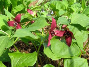 Trillium