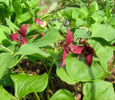 Trillium