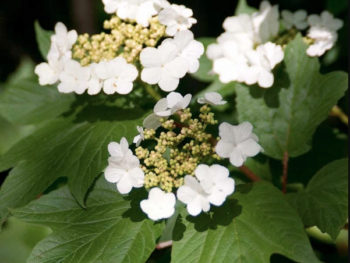 Viburnum tri. 'Redwing'