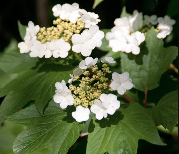 Viburnum tri. 'Redwing'