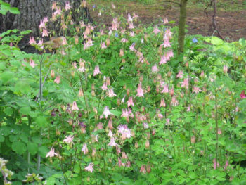 Aquilegia