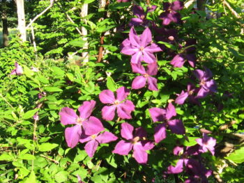 Clematis vitecella Polish Spirit