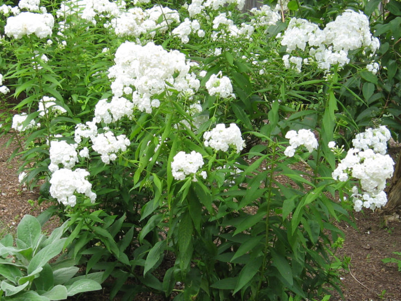 Phlox 'David'