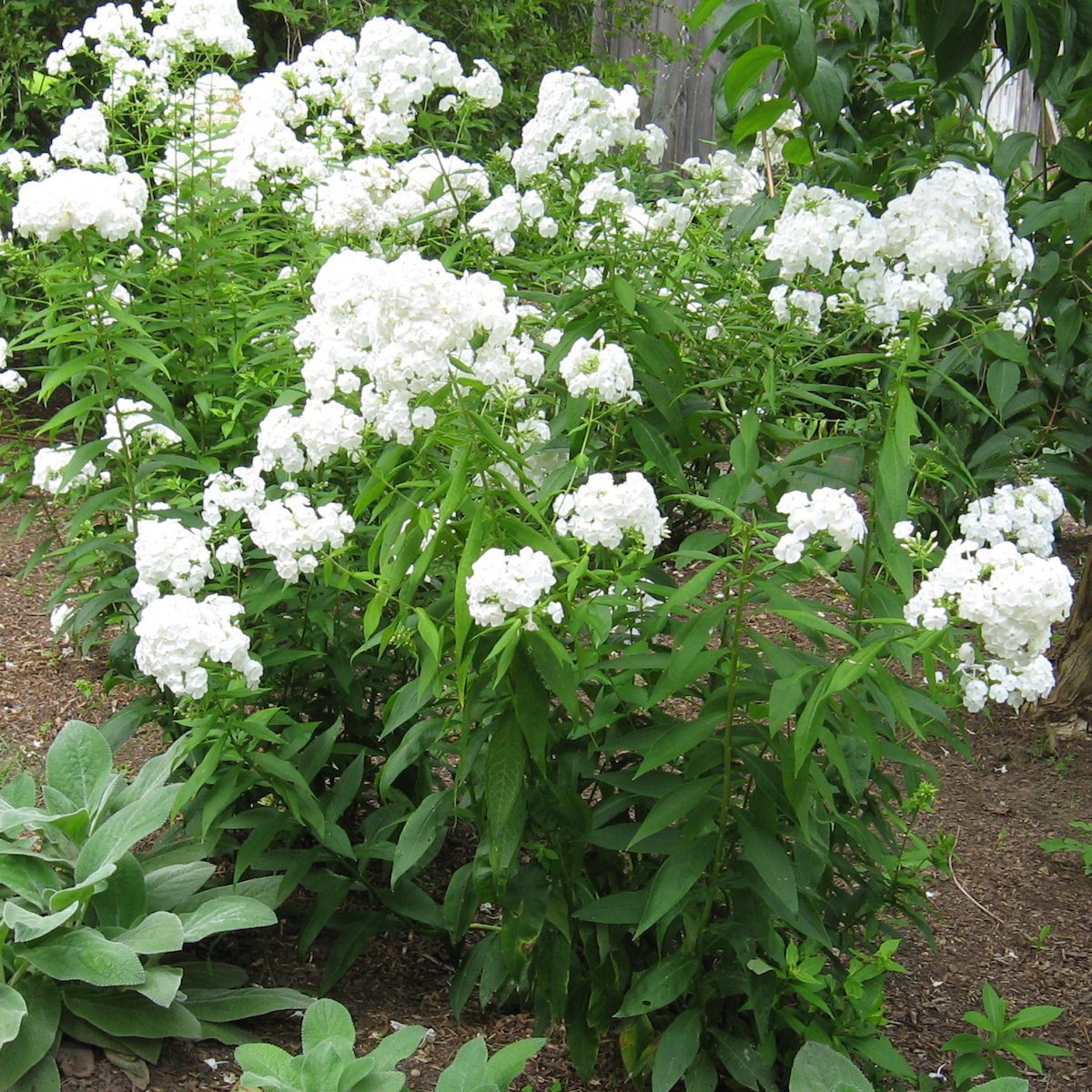 Phlox ‘David’ – Falls Village Flower Farm