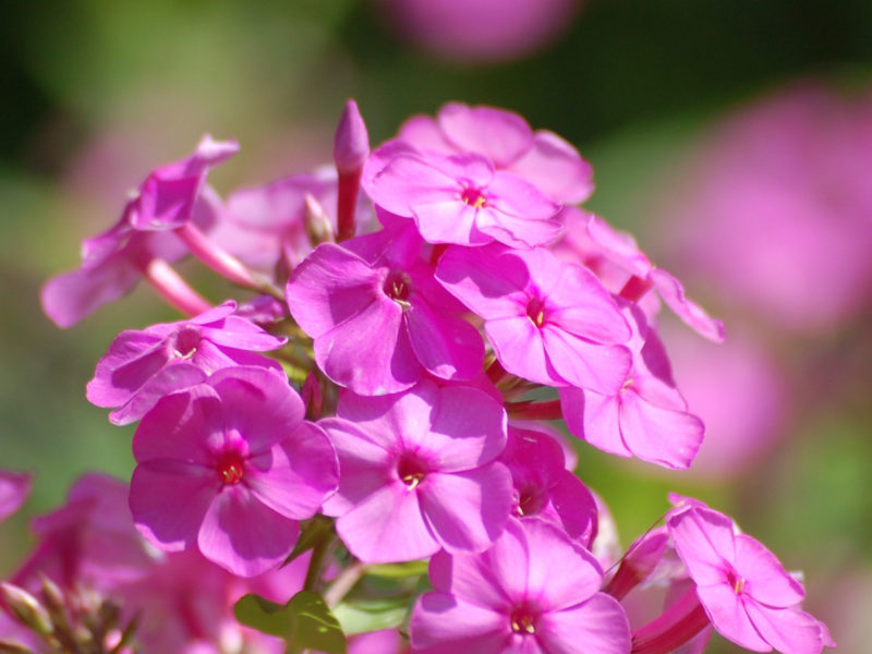 Phlox