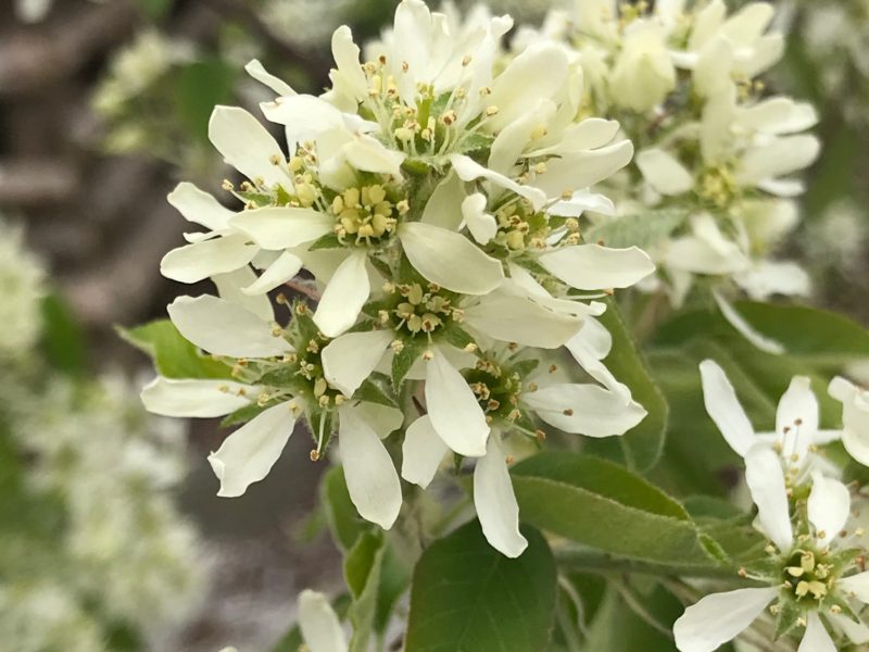 Amelanchier a 'Regent'