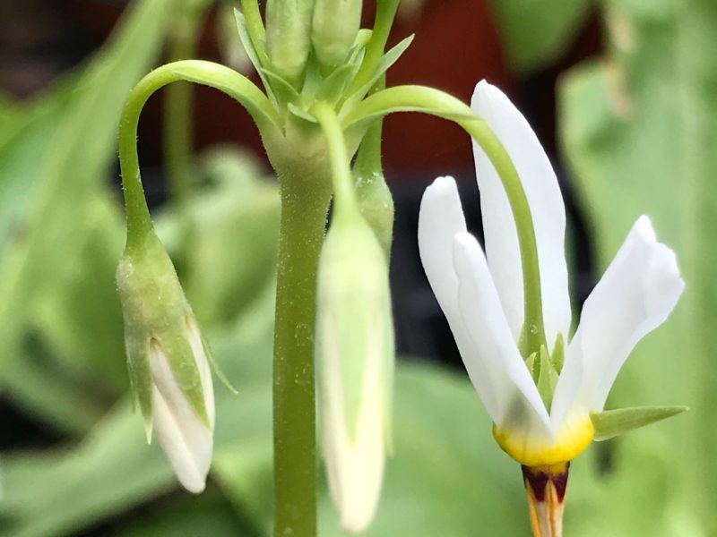 Dodecatheon meadia