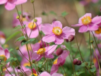 Anemone Robustissima in the nursery at Falls Village Flower Farm