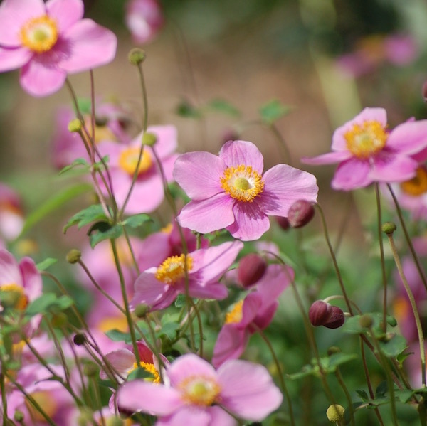 Anemone Robustissima in the nursery at Falls Village Flower Farm