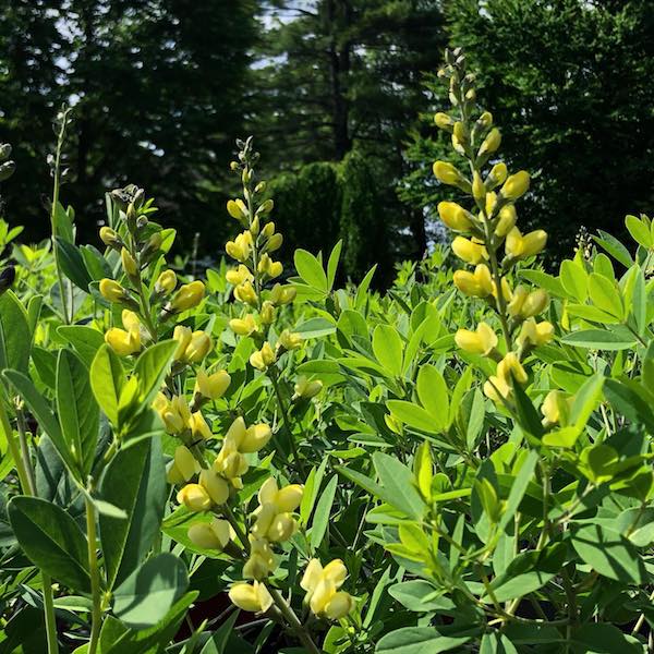 Baptisia 'Carolina Moonlight' blooming in the nursery at Falls Village Flower Farm