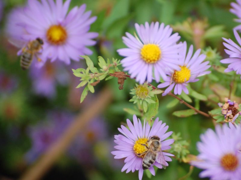 Aster oblongifolius 'October Skies' with honey bees in the nursery at Falls Village Flower Farm