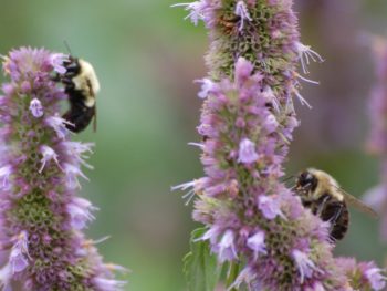 Bumblebees on Agastache 'Blue Fortune' in the nursery at Falls Village Flower Farm
