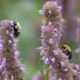 Bumblebees on Agastache 'Blue Fortune' in the nursery at Falls Village Flower Farm