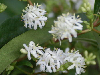 Seven-son flower blooming in nursery at Falls Village Flower Farm