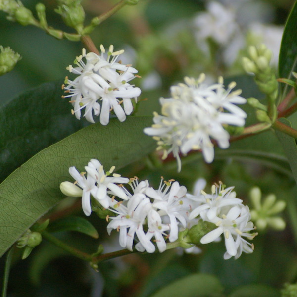 Seven-son flower blooming in nursery at Falls Village Flower Farm