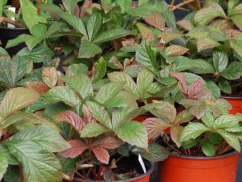 Rodgersia Bronze Peacock