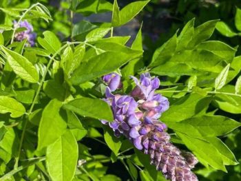 Wisteria 'Amethyst Falls' blooming in the nursery at Falls Village Flower Farm