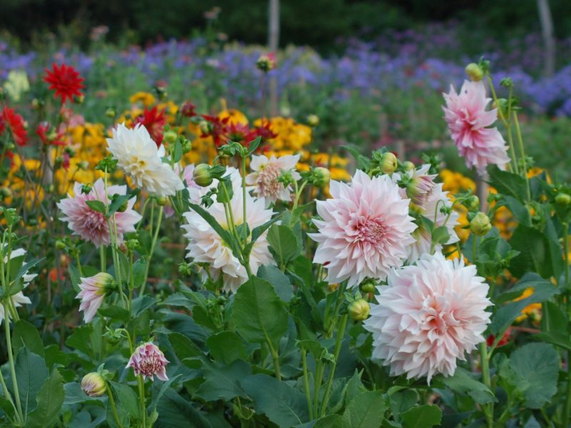 Cutting garden at Falls Village Flower Farm