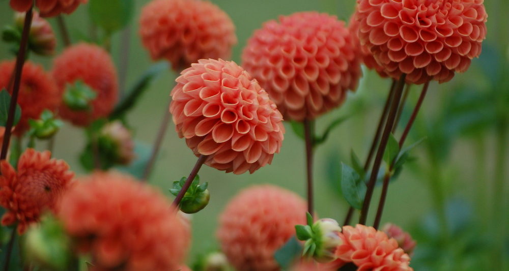 Dahlias in Cutting Garden at Falls Village Flower Farm